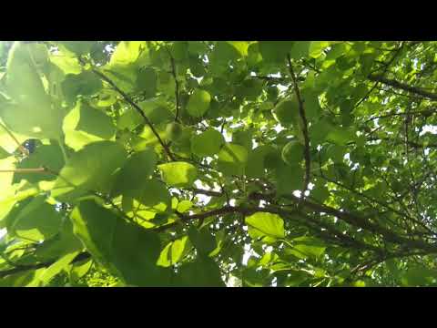 გარგარი გერმანიაში