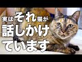猫が話しかけてくるのはどんな時？話しかけてくるときの気持ちを解説