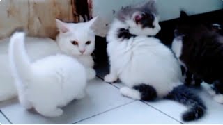 Cat Feeding Her Kittens When Play Time.
