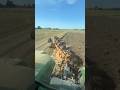 Powerful Tractor Turning Soil Like a Pro | Farming Masterpiece#viral #farming