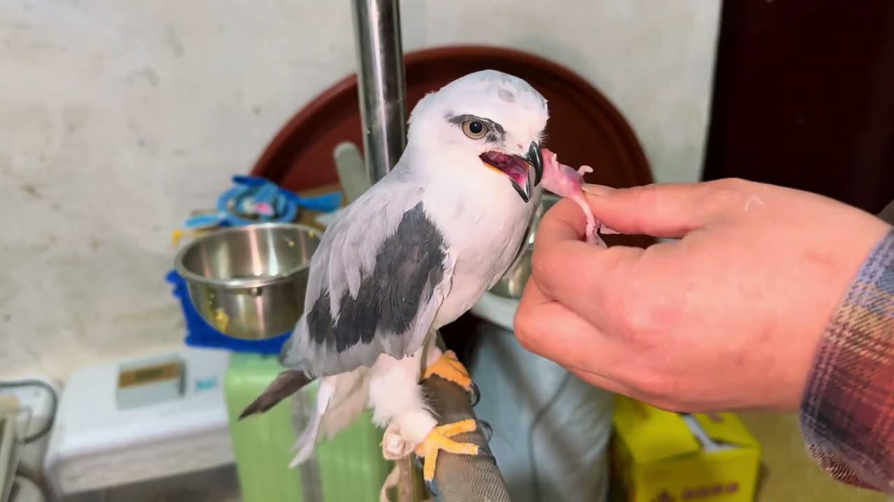 又来一只猛禽界的颜值担当！ 