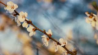 Дикий персик цветёт — цветы ранней Весны | Футажи красивая природа [FullHD]
