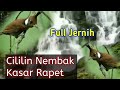Cililin Gacor Nembak Rapet Jernih Full Untuk Masteran Burung Dengan Suara Air Alam Mp3 - Mp4 Download