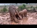 Elephants Splashing in the Rain! Kumbura and Khanyisa enjoy the mud after the rains arrive 🌧