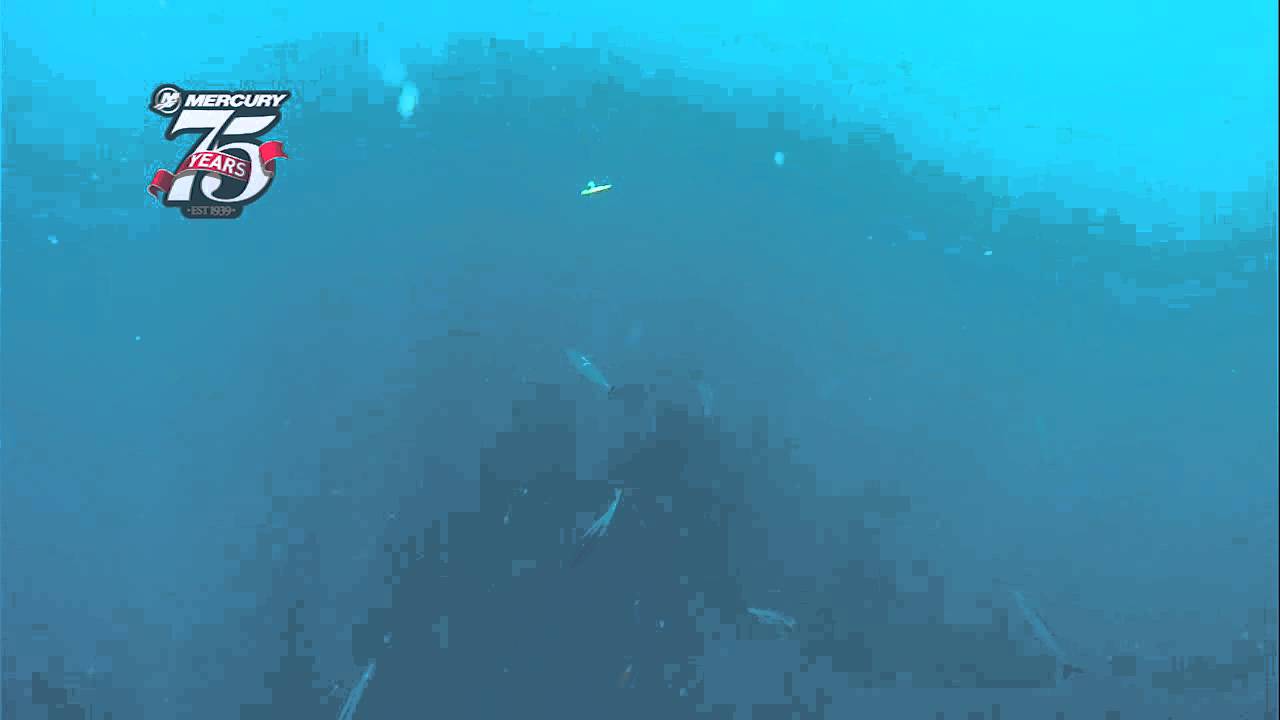 Shimano Flat Fall Jig For Tuna: Into The Shop