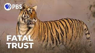 When Tigers Lost Their Fear