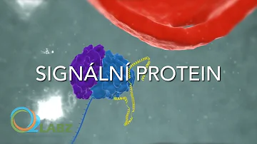 Jaké jsou hormony hypothalamus?