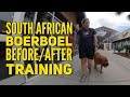 Obedience training for south african boerboel 5 mo old charger