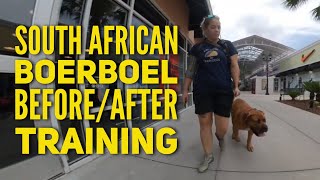 Obedience Training for South African Boerboel, 5 mo old Charger