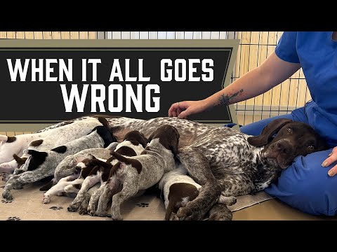 3 Things To Consider When Breeding Dogs