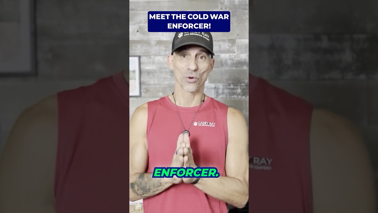 The Black Russian Terrier: The Cold War Enforcer 🐕‍🦺💥#shorts