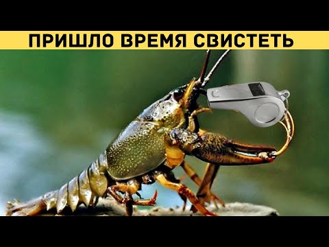Рак На Горе Свистит Фото Рак На Горе Свистит Фото