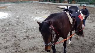 Roxy Montana Equine presents: "Training the Handler & Horse - Ground Driving Basics"