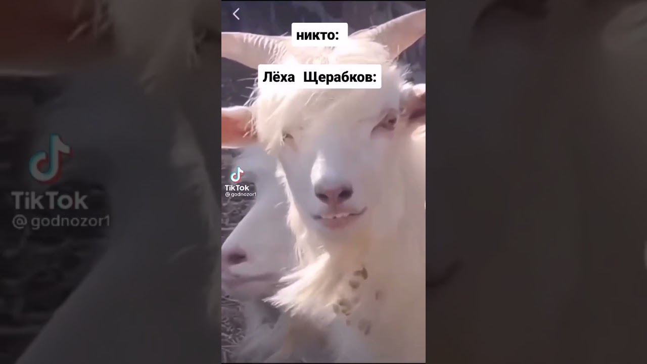 Марк 2 лехи щербакова