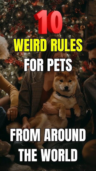 10 Weirdest Rules For Owning Pets In Different Countries YouTube 10-weirdest-rules-for-owning-pets-in-different-countries-youtube