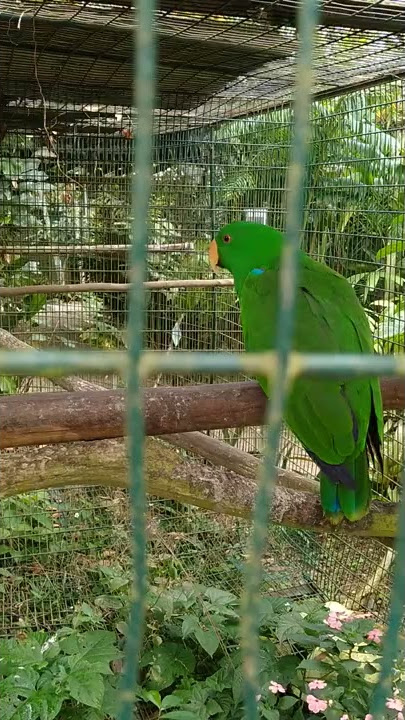 Burung kakak tua bercakap dan marah