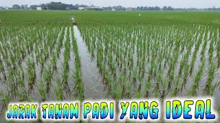 JARAK TANAMAN PADI YANG IDEAL || jajar legowo tanaman padi