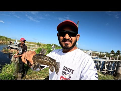 Catching Hassa In Pam Bay Fl