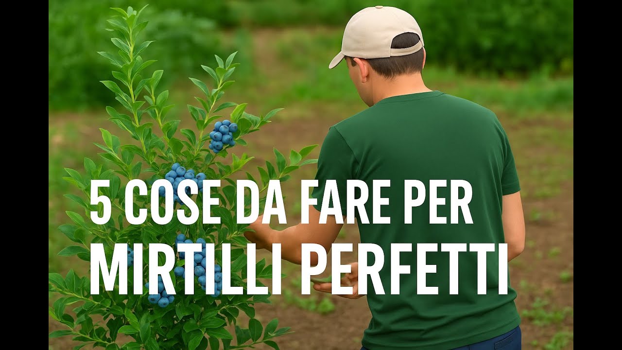 5 COSE DA FARE per Mirtilli Perfetti! Salute, Bellezza e Gusto Garantiti!