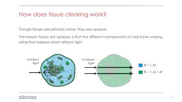 Understanding tissue clearing and tissue clearing technologies (1/4)