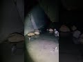 フルはコメントで #心霊 #tiktok