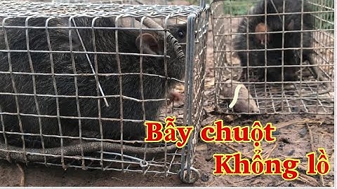 Bẫy chuột cống nhum khổng lồ mùa COVID