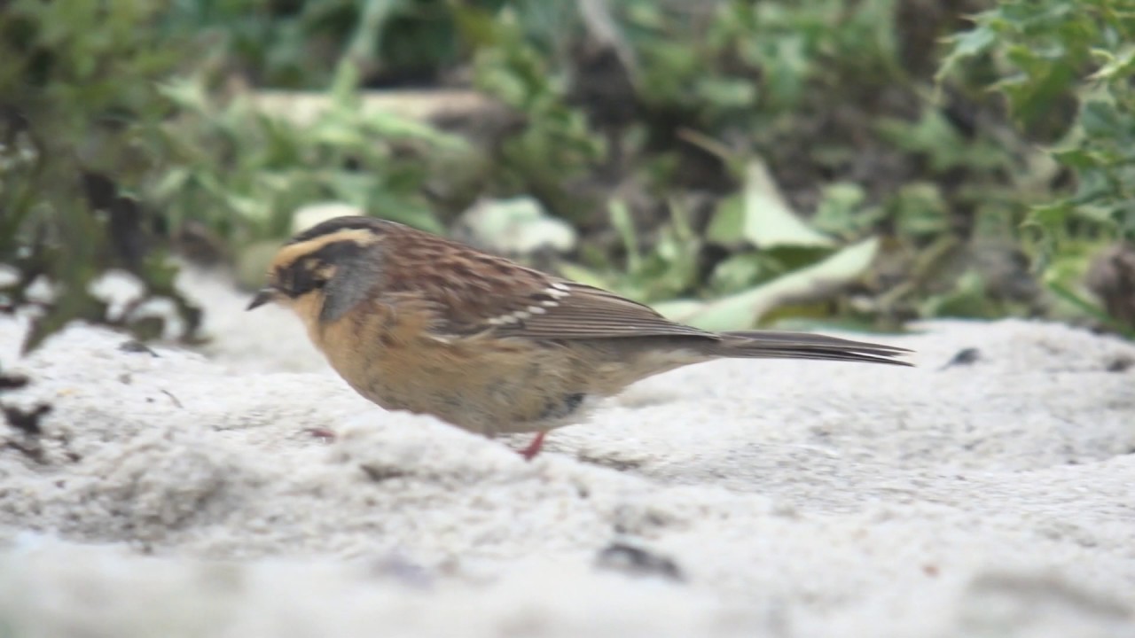 Bergbraunelle - Siberian Accentor on Sylt/Germany 29.10.2016 