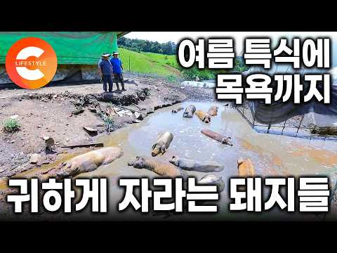 “얘네가 행복하니까 내가 행복한 거야” 절대 우리에 가두지 않는다. 여름 특식에 진흙 목욕까지, 돼지들의 행복만 생각하는 부자의 여름ㅣ#한국기행