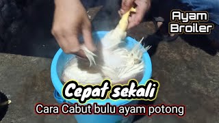Download Lagu Tercepat..❗Cara Mencabuti Bulu Ayam Broiler Dengan Tangan | Cara Manual #Cabut Bulu Ayam Potong MP3