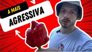 Trinidad Scorpion A Pimenta Mais Agressiva De Todas?