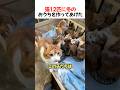 猫12匹に冬のおうちを作ってあげた