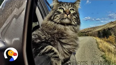 Video 9628451: maine coon cat live