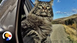 Adventure Cat Has The Most Majestic Life The Dodo