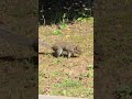 Squirrel #squirrel #nature #shortsfeed