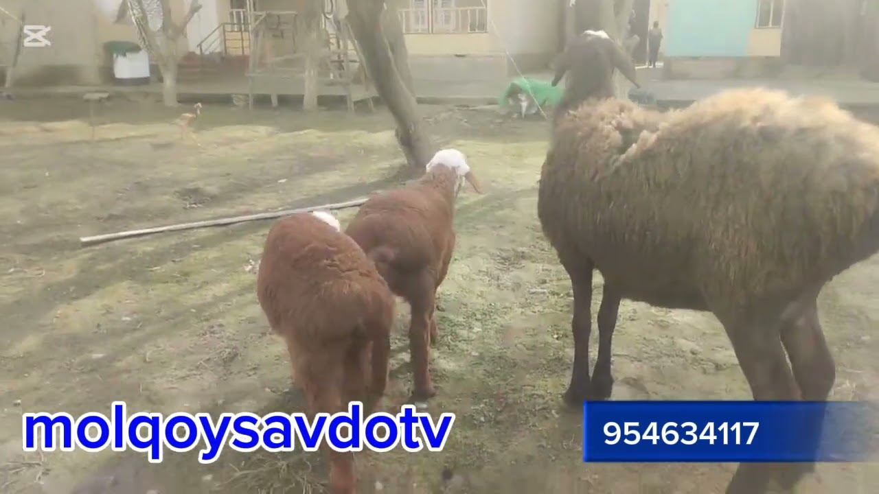 KO‘PAYTIRISHGA. BOQISHGA YAXSHILARI SHU YERDA.