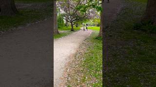 Evening walk! Spring | Vlog #familyvlog #travel #uk #nature #london #bushypark #minivlog #spring