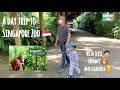 [Mummy Fang]  my first Vlog - A Day Trip to Singapore Zoo with GrandPa and Didi 🐟🐊🐒🦛🦚🦢