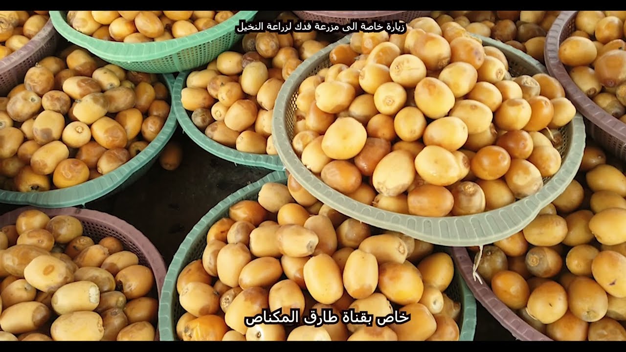 ارقى انواع التمور العراقية في مزرعة فدك لزراعة النخيل في العراق