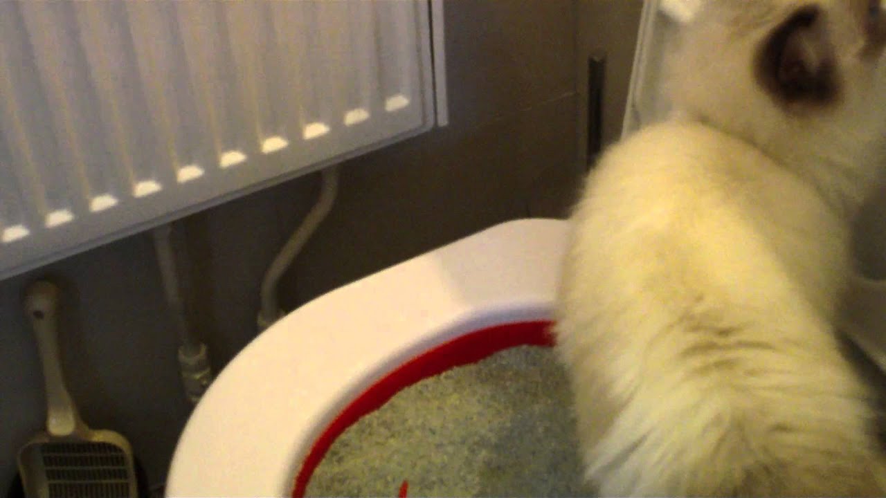 Ragdoll kitten Finn & Litter Kwitter red stage YouTube