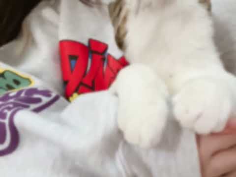 ねことお昼寝ごろごろ中😽