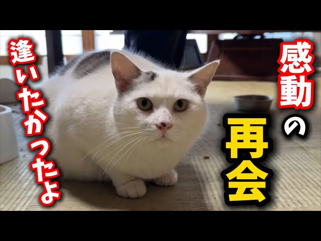 I had a tearful, emotional reunion with the cat I had always