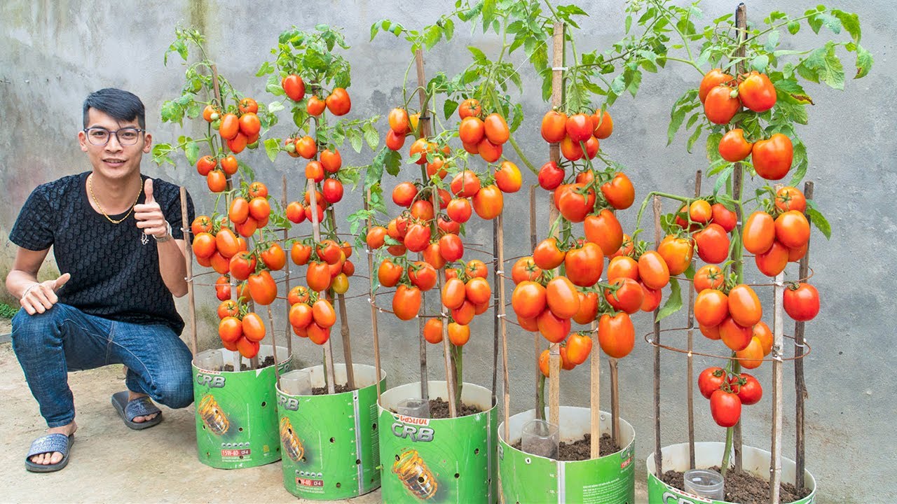 Super Easy Secret To Growing Tomatoes At Home, Harvest 1 Ton, After Just A Few Weeks
