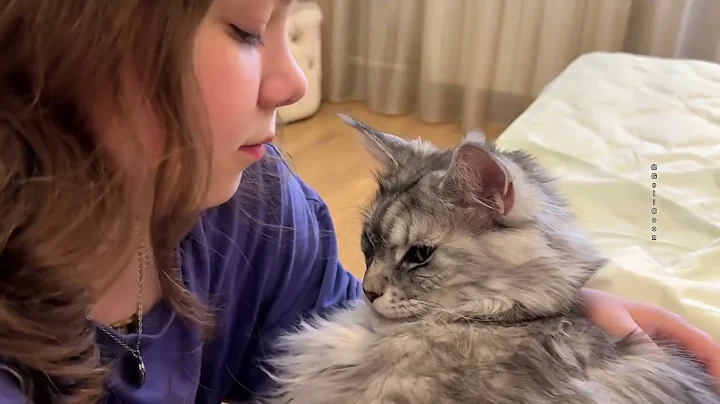 Video 9719171: mains coon cat mainecoon, maine coon cat purring, mainecoon cats cute catlover, maine coon cats love