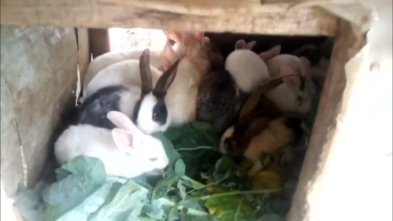 rabbits farming in kenya YouTube