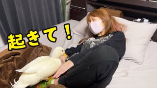 アヒルが起こすとママは傷だらけになる【今日の起こし当番】