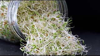 GROWING ORGANIC ALFALFA SPROUTS