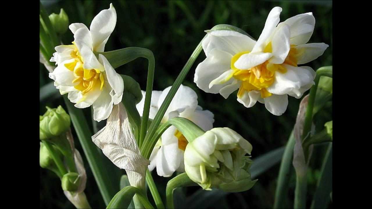 Dimitris Fanis - To Porizin