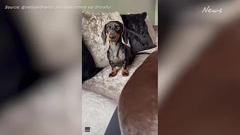 Mini Dachshund 'Demands' Dinner With Adorable Paw Stomps