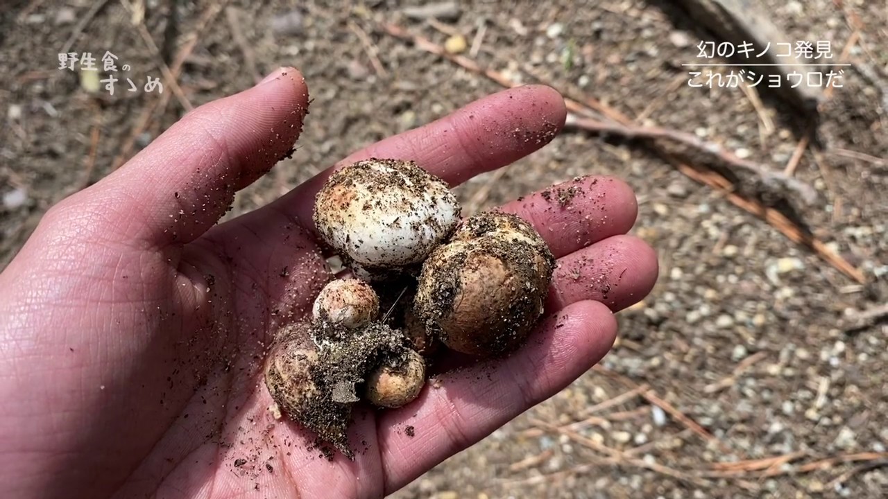 春は幻のキノコ ショウロ 松露 を探して食べよう Youtube