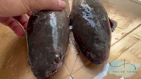 PHÂN BIỆT CÁ LÓC NUÔI VÀ CÁ LÓC ĐỒNG|| RẤT GIỐNG NHAU NHƯNG GIÁ MỘT TRỜI MỘT VỰC|| CÁ QUẢ - CÁ TRÀU